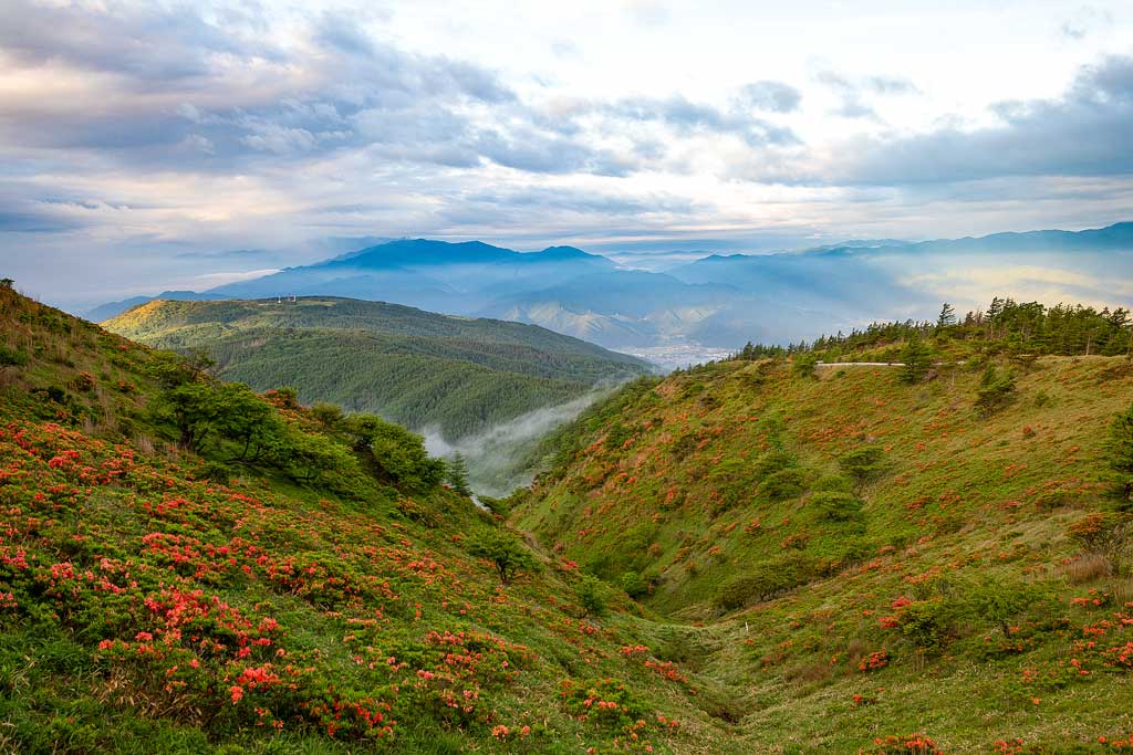 鉢伏山のレンゲツツジ