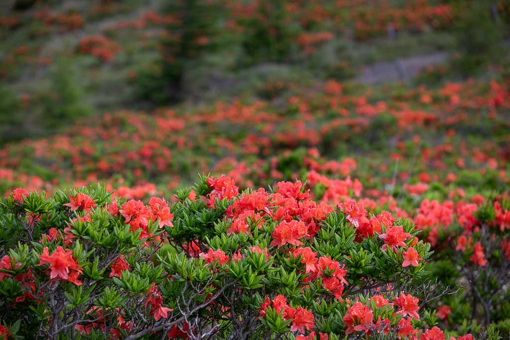 鉢伏山のレンゲツツジ